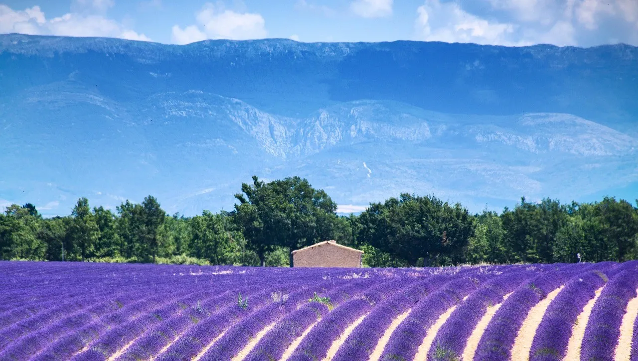 photo of a lavander field in south of France