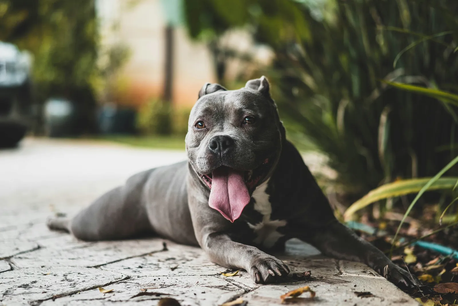 photo of a pitbull, illustrating Banned Dog Breeds in France