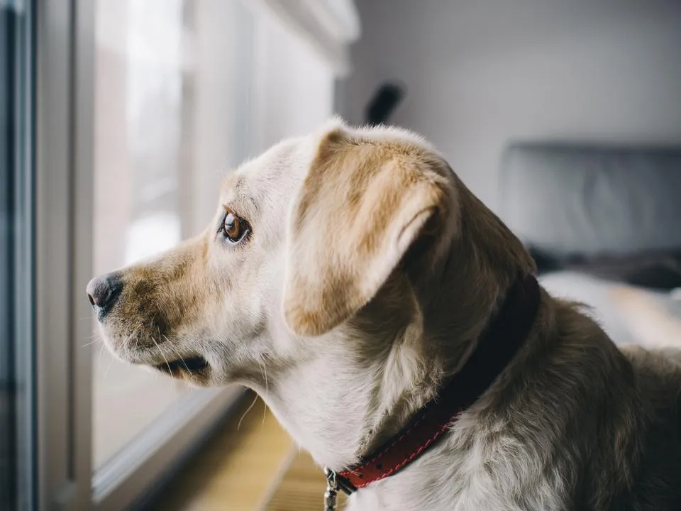 A dog with a red collar looking out of a window