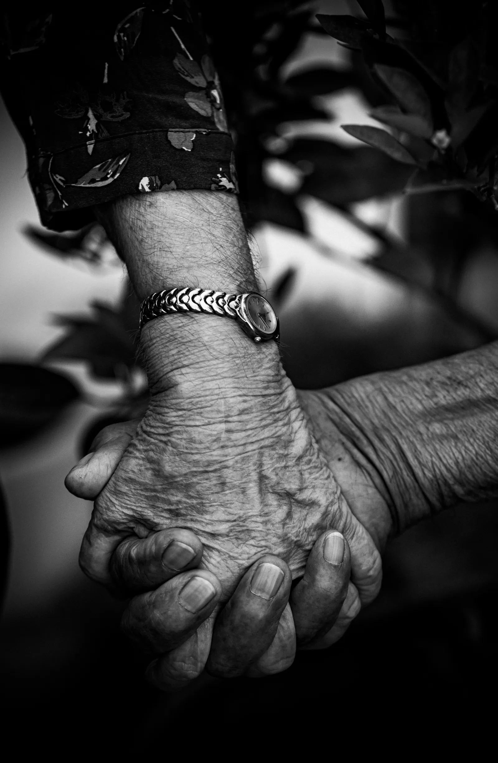 Black and white close-up of two elderly hands held together, one wrist wearing a small wristwatch, against blurred leaves